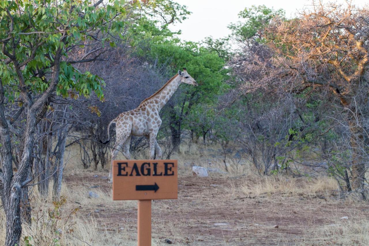 Eagle Tented Lodge & Spa Okaukuejo Dış mekan fotoğraf